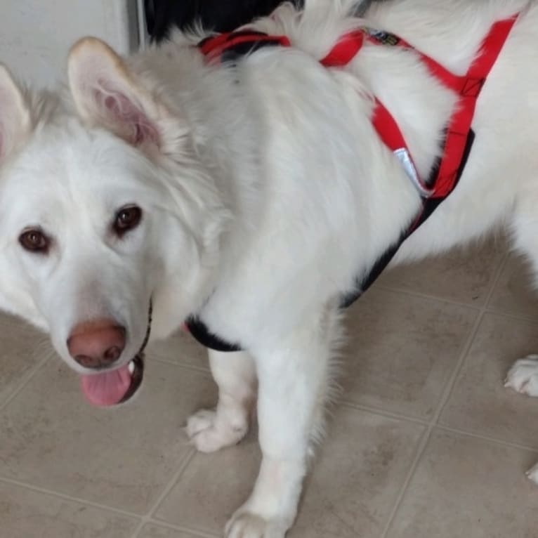 Luna, an Alaskan Malamute and German Shepherd Dog mix tested with EmbarkVet.com