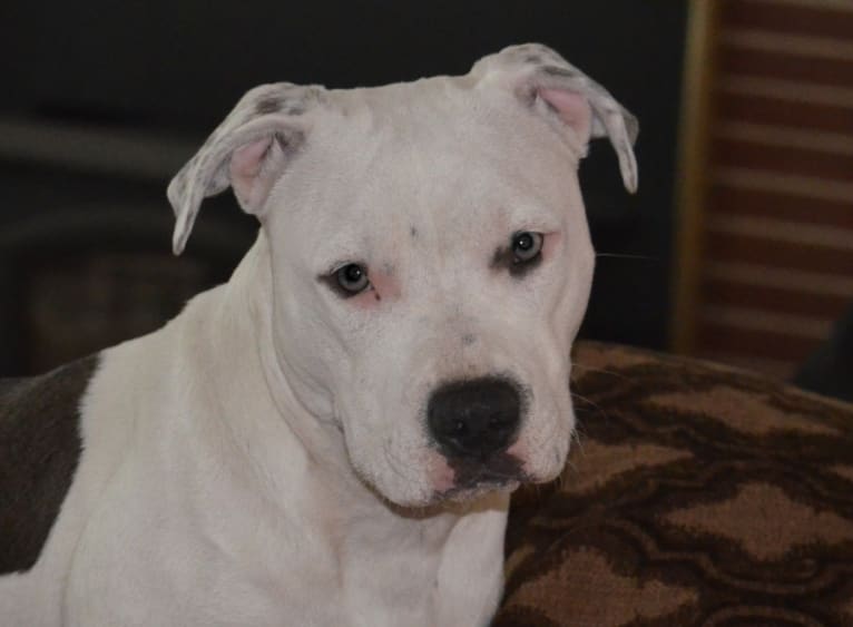 Wanda, a Staffordshire Terrier tested with EmbarkVet.com