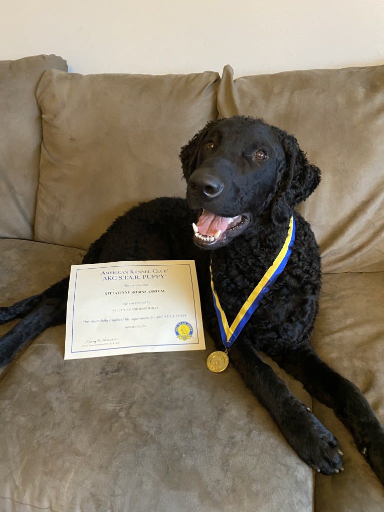 Ash, a Curly-Coated Retriever tested with EmbarkVet.com