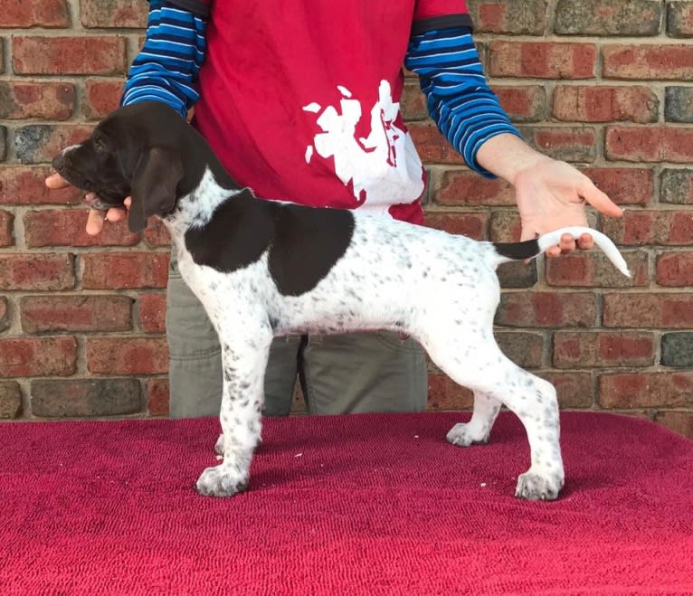 Crixus, a German Shorthaired Pointer and Alaskan-type Husky mix tested with EmbarkVet.com