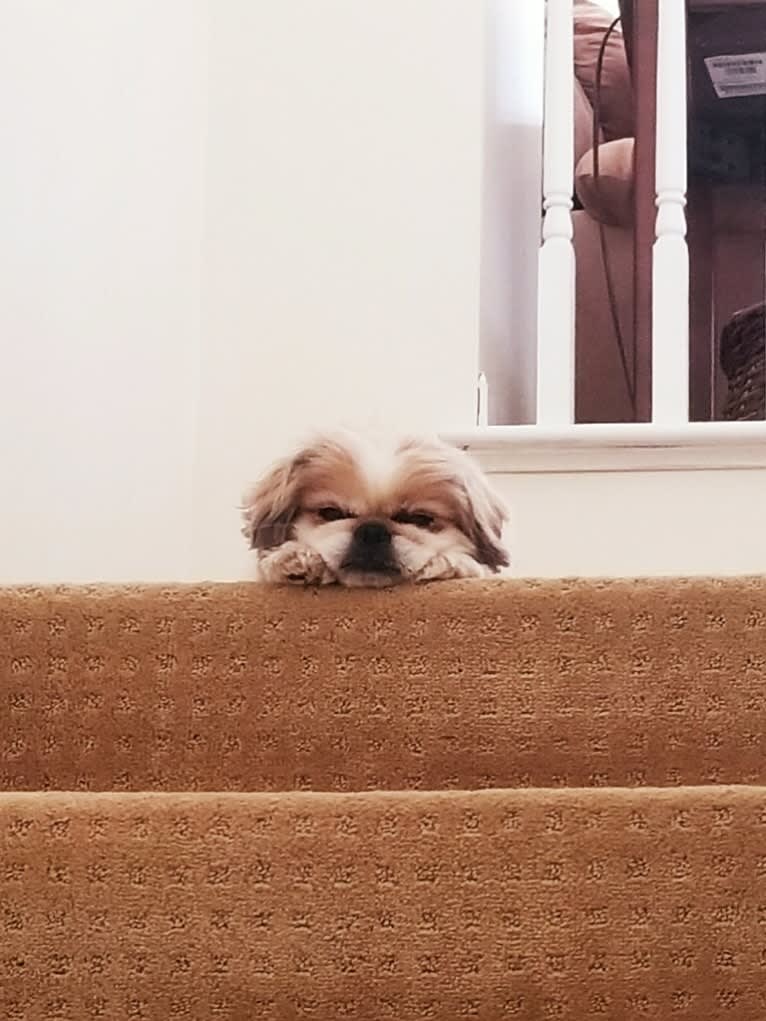 Baxter, a Pekingese and Japanese Chin mix tested with EmbarkVet.com