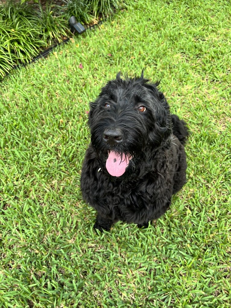 Jinx, a Black Russian Terrier tested with EmbarkVet.com