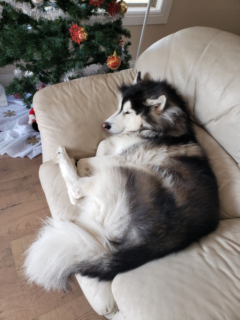 SOJU, a Siberian Husky and Alaskan Malamute mix tested with EmbarkVet.com