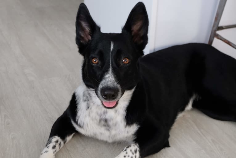 Malu, an Australian Shepherd and Catahoula Leopard Dog mix tested with EmbarkVet.com