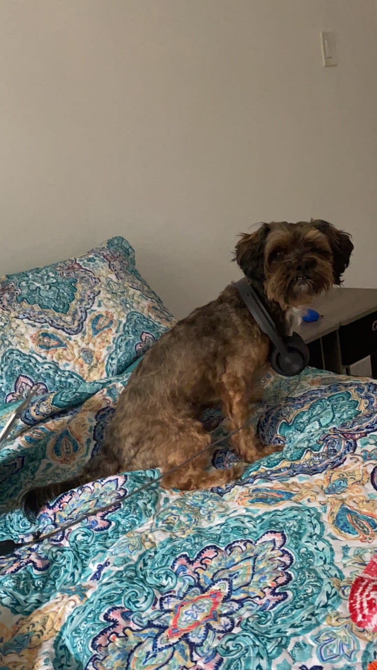Dakota, a Shihpoo tested with EmbarkVet.com