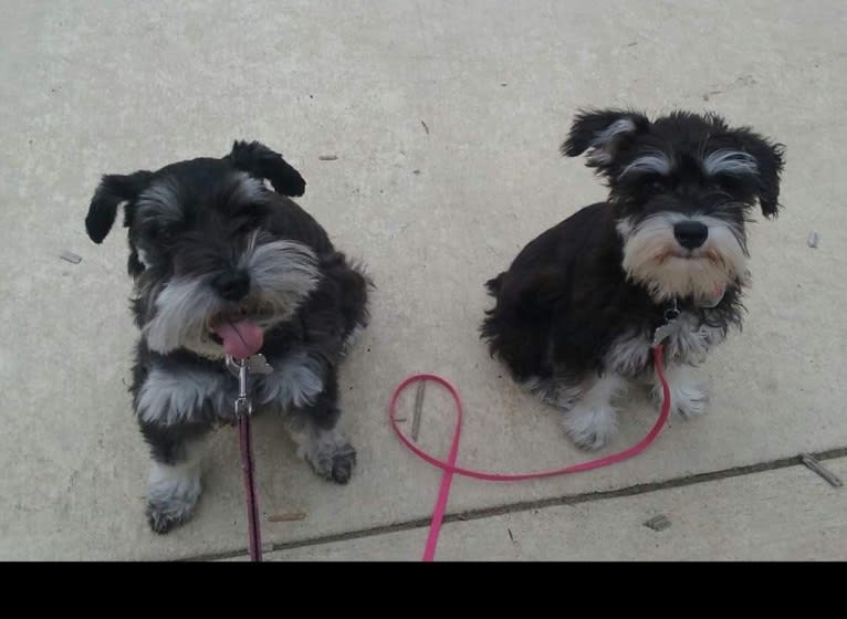 Minnie, a Miniature Schnauzer tested with EmbarkVet.com