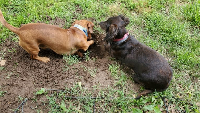 Maggie, a Dachshund tested with EmbarkVet.com