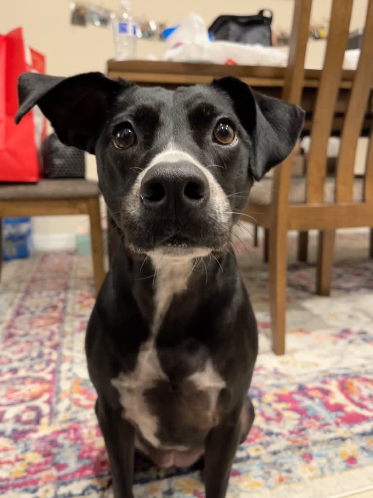 Raven, an American Pit Bull Terrier and Chow Chow mix tested with EmbarkVet.com