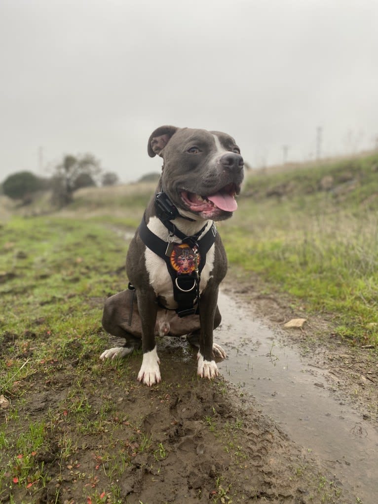 MaSiWei, an American Bully tested with EmbarkVet.com