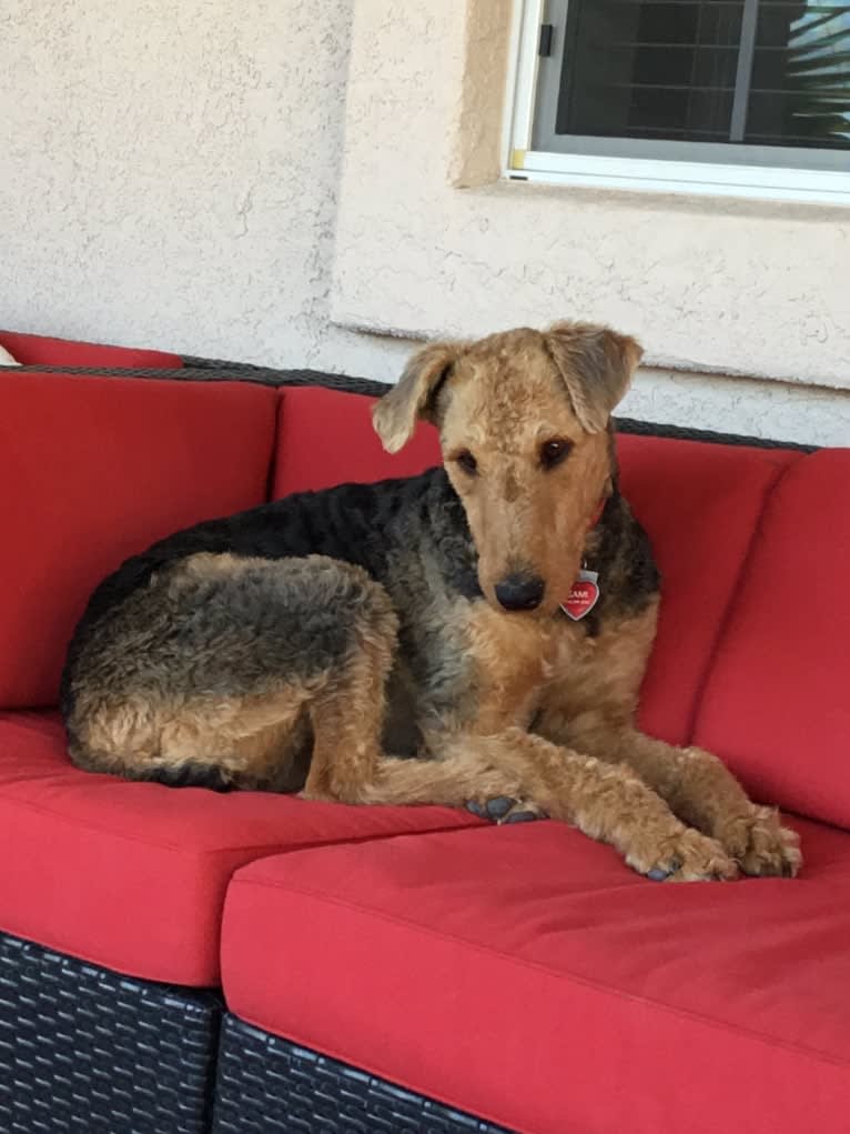 Sami Jo, an Airedale Terrier tested with EmbarkVet.com