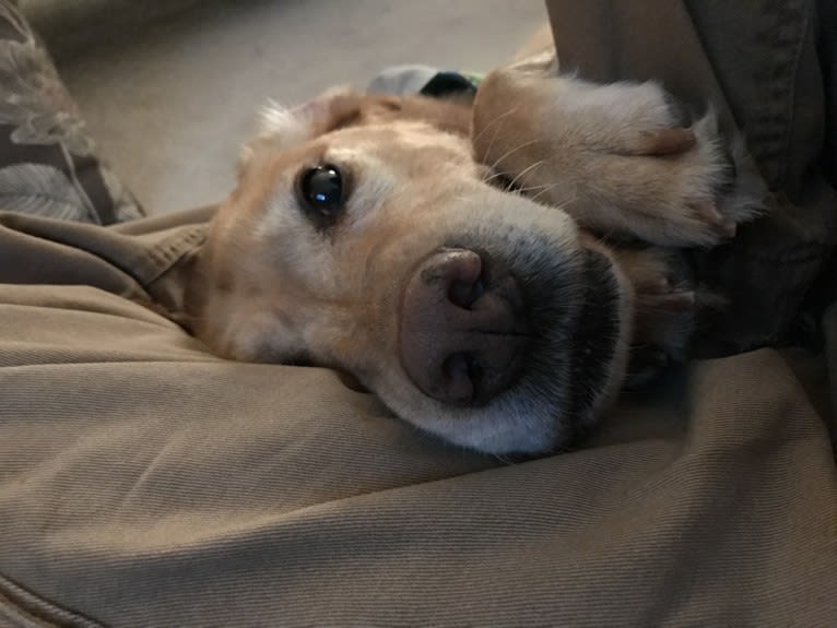 Sadie, a Labrador Retriever and American Bulldog mix tested with EmbarkVet.com