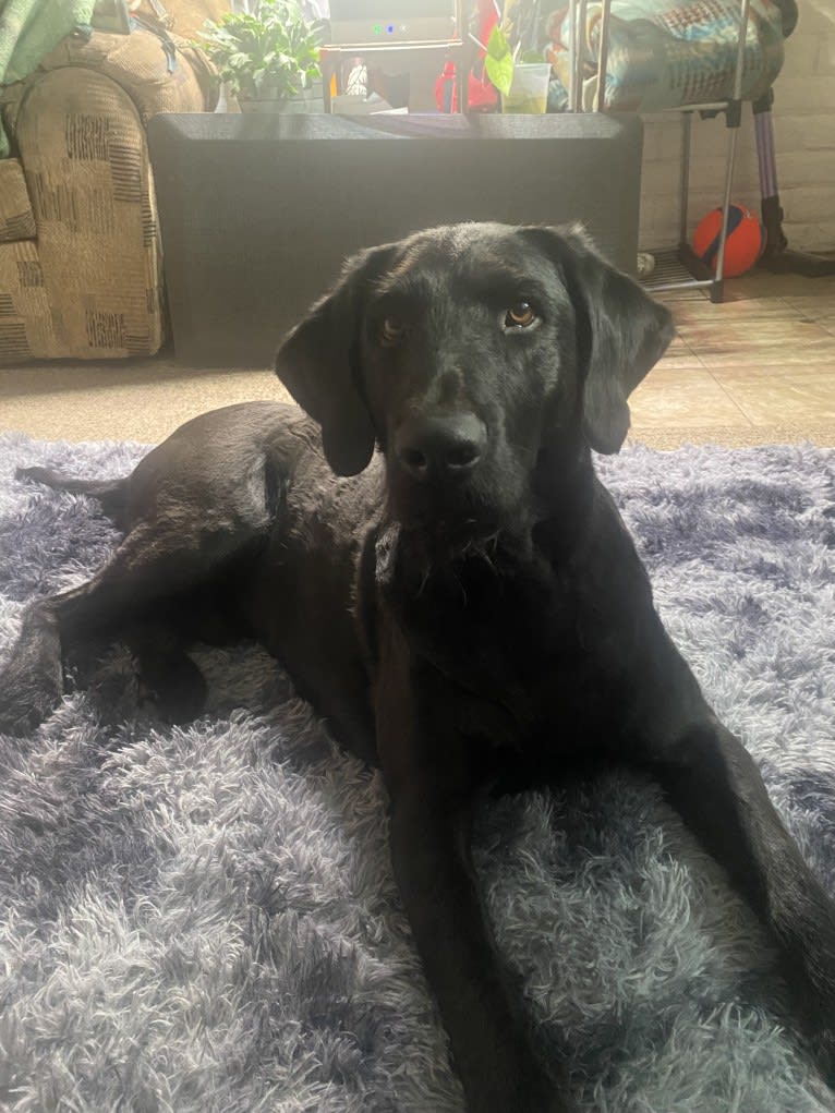 Mr. Darcy, a Labradoodle tested with EmbarkVet.com
