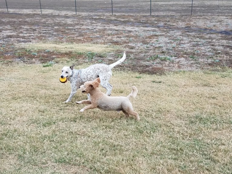 Bella, an Australian Cattle Dog and Catahoula Leopard Dog mix tested with EmbarkVet.com