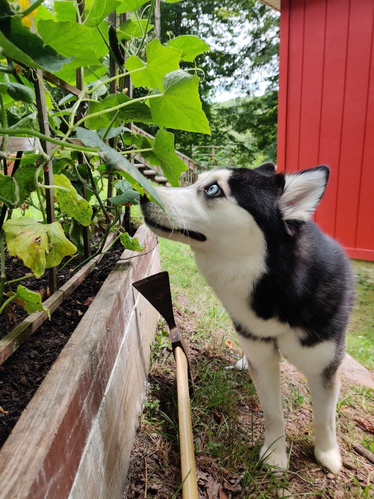 Gena, Gigi, a Pomsky tested with EmbarkVet.com