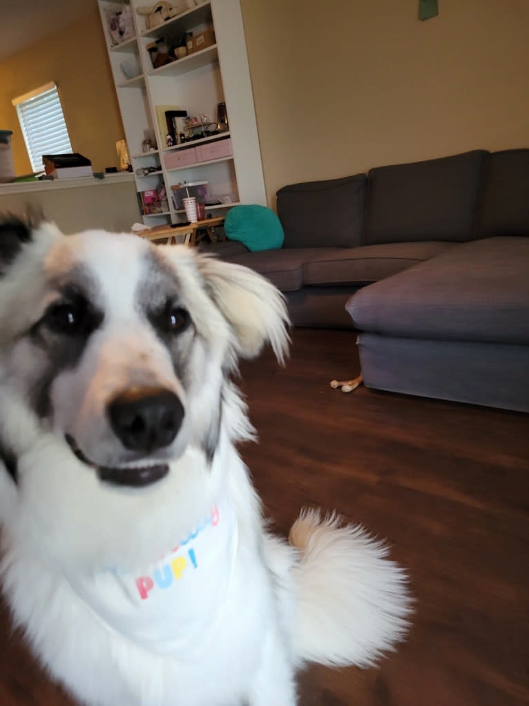 Beau, a Great Pyrenees and Belgian Malinois mix tested with EmbarkVet.com