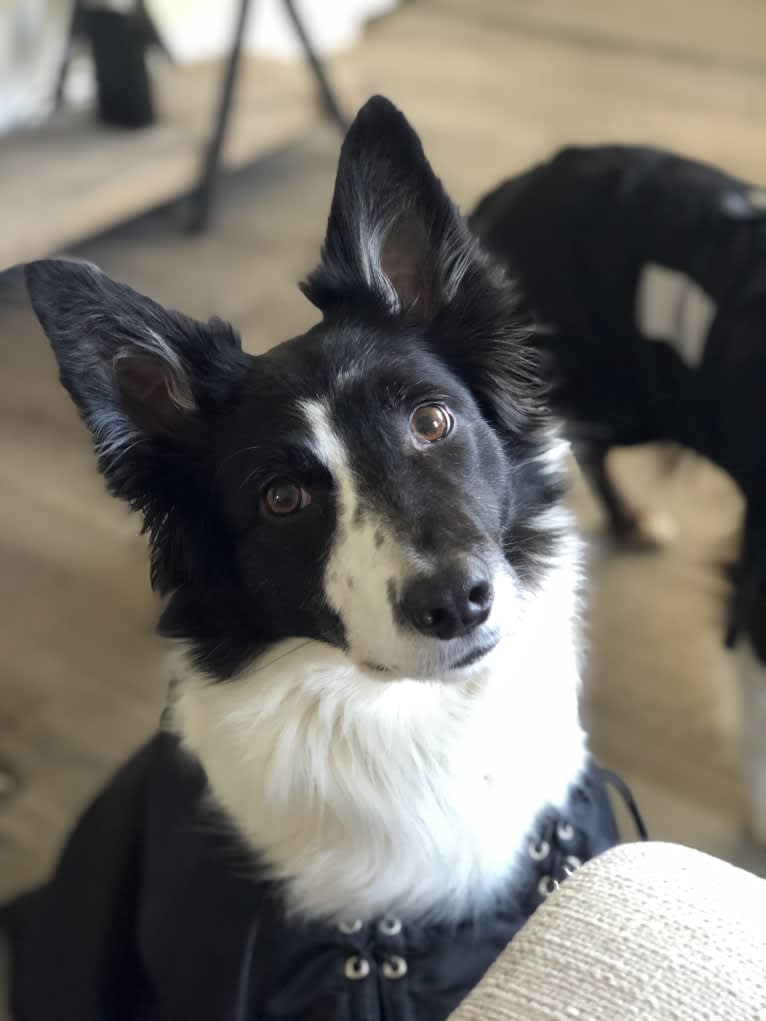 Zee, a Border Collie tested with EmbarkVet.com