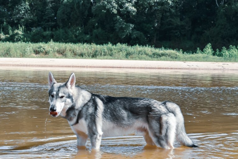 Adonis, a German Shepherd Dog and Siberian Husky mix tested with EmbarkVet.com