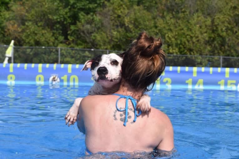 Lucie, an American Pit Bull Terrier and Boxer mix tested with EmbarkVet.com