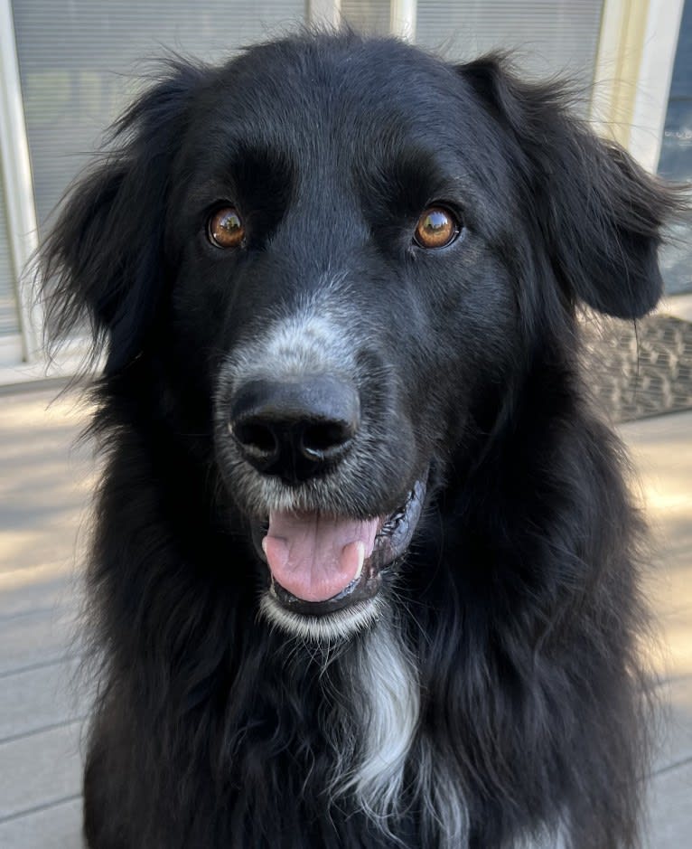 Simon, a Great Pyrenees and Labrador Retriever mix tested with EmbarkVet.com