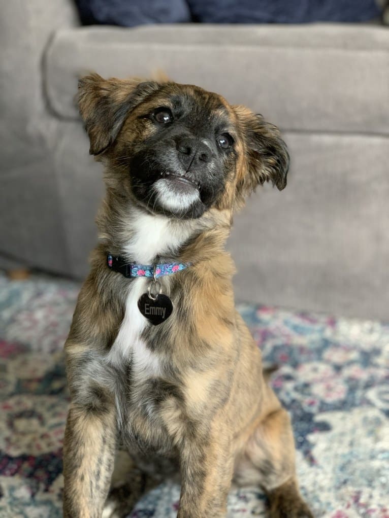Photo of Emmy, an Australian Cattle Dog, Cocker Spaniel, American Bulldog, and Mixed mix in Huntley, IL, USA