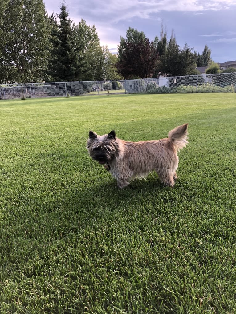 Princess Gracie Mae of Cairn Terrier Creek, a Cairn Terrier tested with EmbarkVet.com