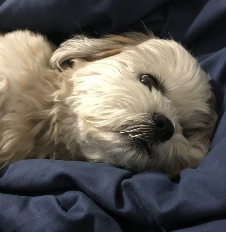 Leo, a Shih Tzu tested with EmbarkVet.com