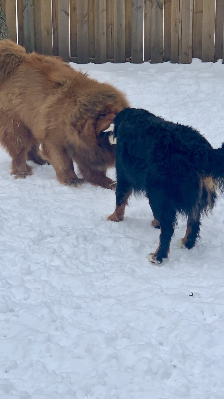 Crispy Long, a Tibetan Mastiff tested with EmbarkVet.com