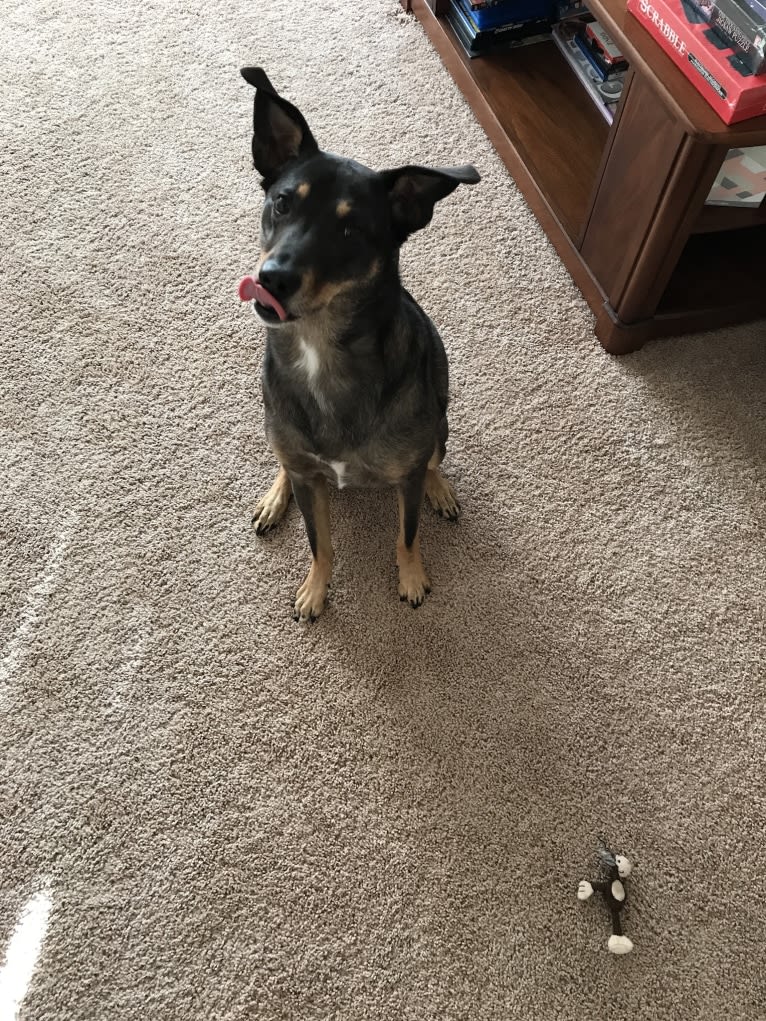 LOLA, an Australian Shepherd and Australian Cattle Dog mix tested with EmbarkVet.com