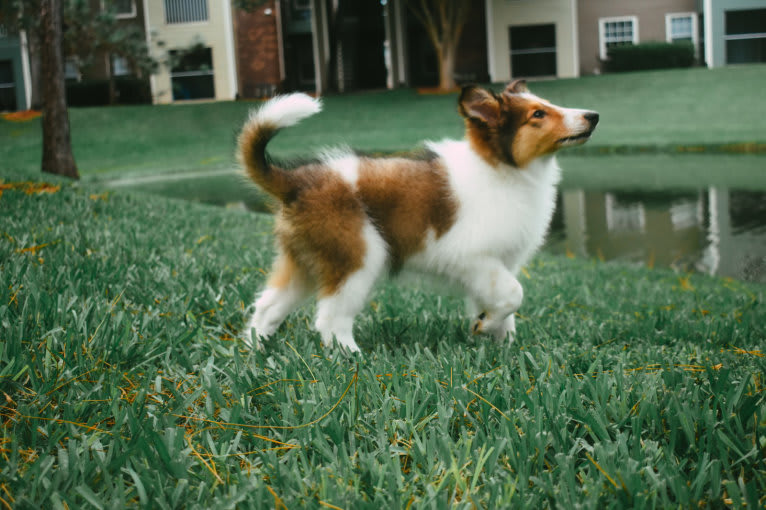 Nyx Rossie, a Collie tested with EmbarkVet.com