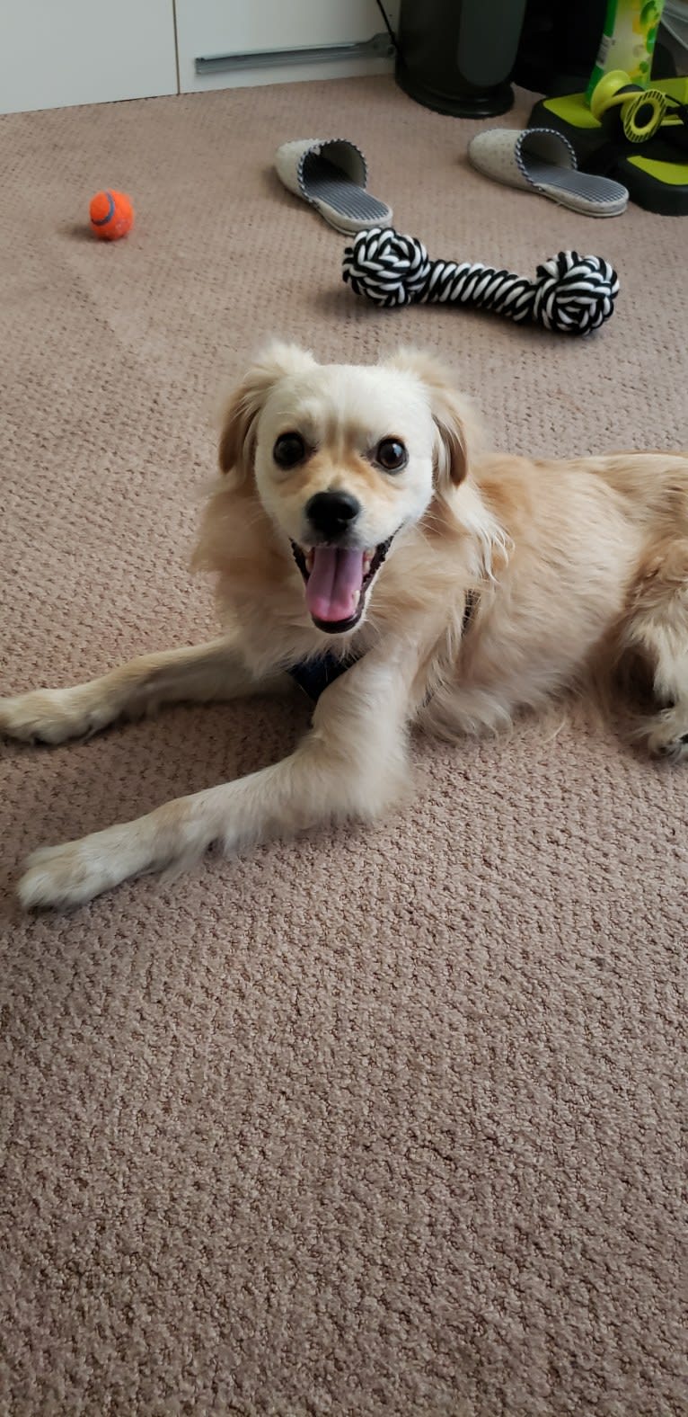 Arthur, a Poodle (Small) and Shih Tzu mix tested with EmbarkVet.com