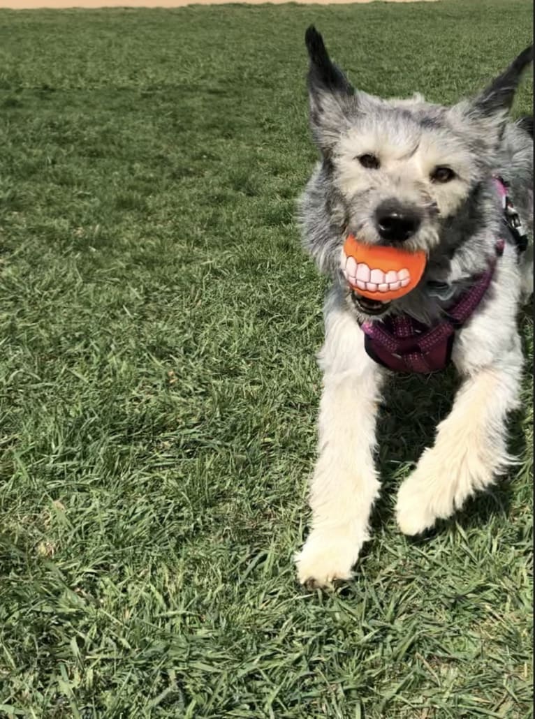 Dory, a Siberian Husky and Poodle (Small) mix tested with EmbarkVet.com