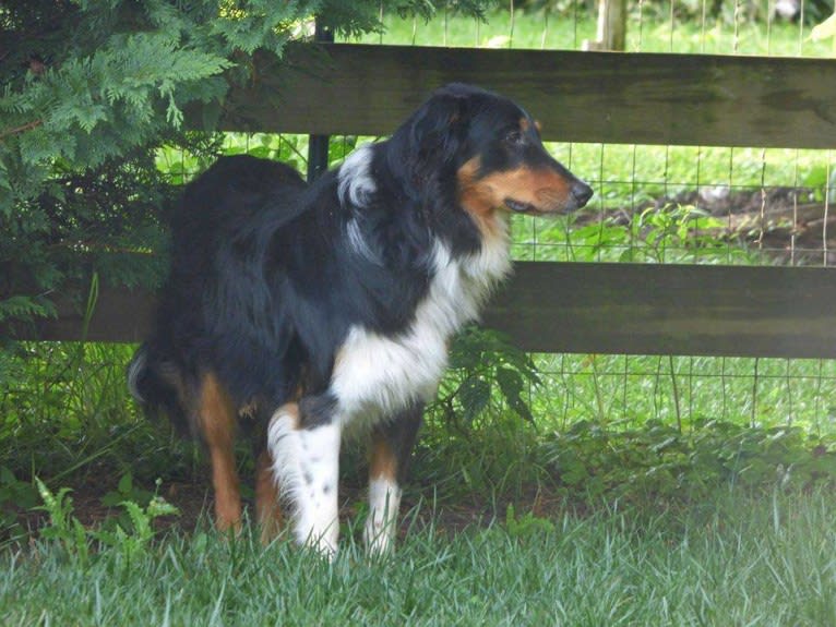 Jebediah Raphael, an English Shepherd tested with EmbarkVet.com