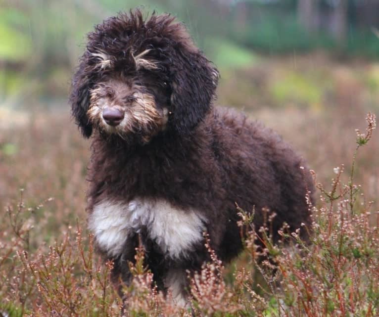 Gideon, a Poodle (Standard) tested with EmbarkVet.com