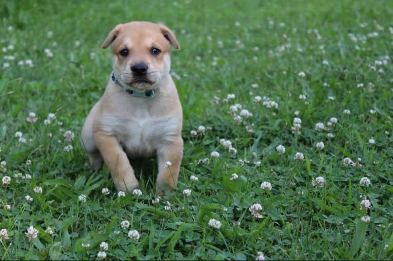 Bones, a Carolina Dog tested with EmbarkVet.com