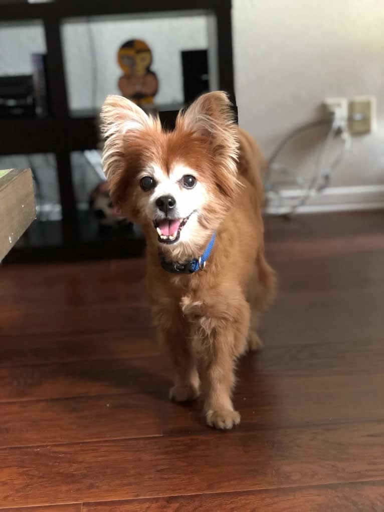 Hank, a Pomeranian and Chihuahua mix tested with EmbarkVet.com