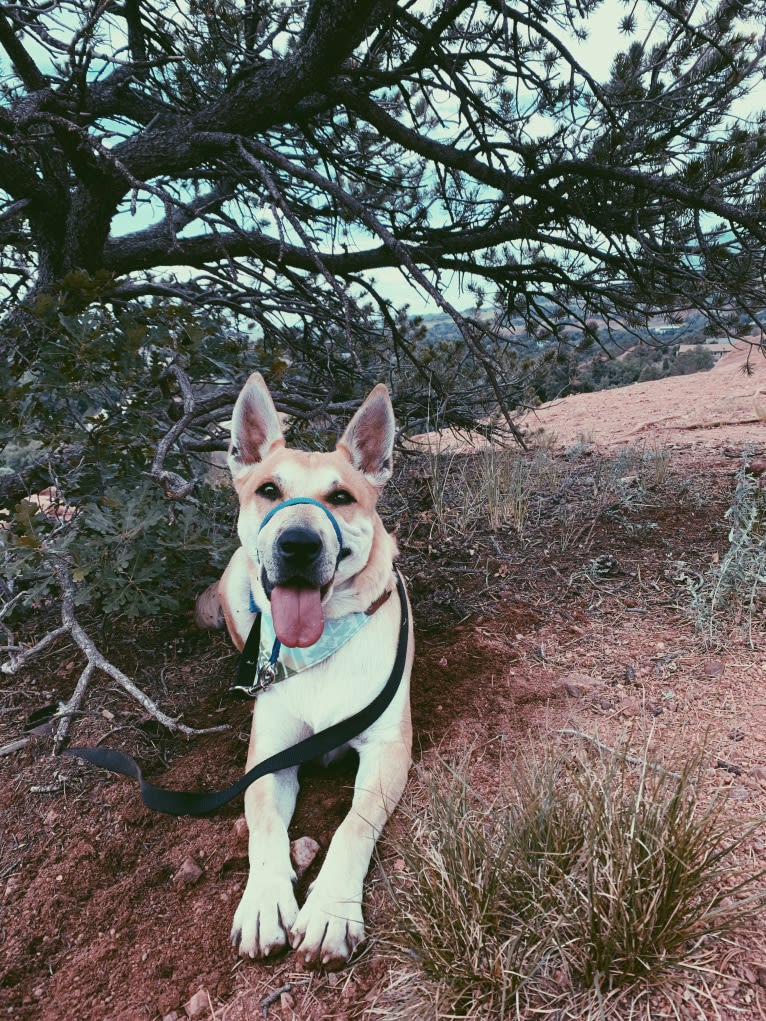 Otis, an American Bully and Chow Chow mix tested with EmbarkVet.com