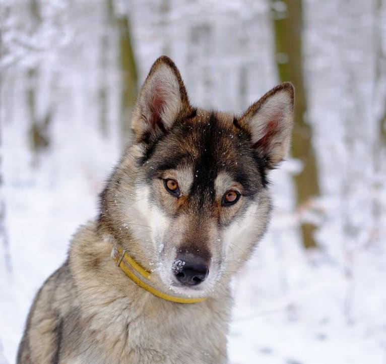 Ylva, a Siberian Husky and German Shepherd Dog mix tested with EmbarkVet.com