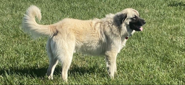 Photo of Olaf, an Anatolian Shepherd Dog, Great Pyrenees, and Saint Bernard mix in Smithfield, Kentucky, USA