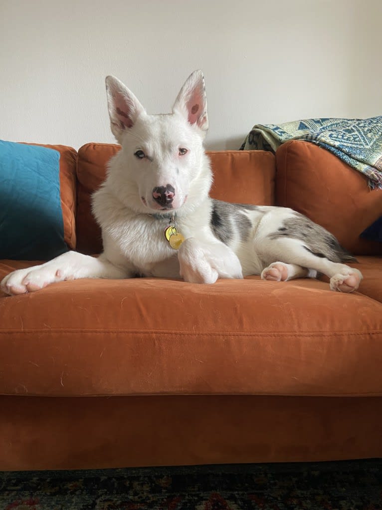 Momo, an Australian Cattle Dog and Australian Shepherd mix tested with EmbarkVet.com