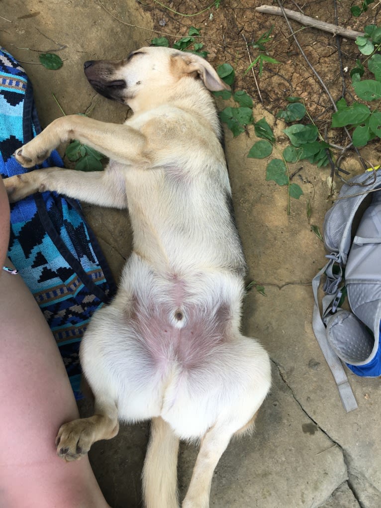 Fig, a Siberian Husky and Beagle mix tested with EmbarkVet.com