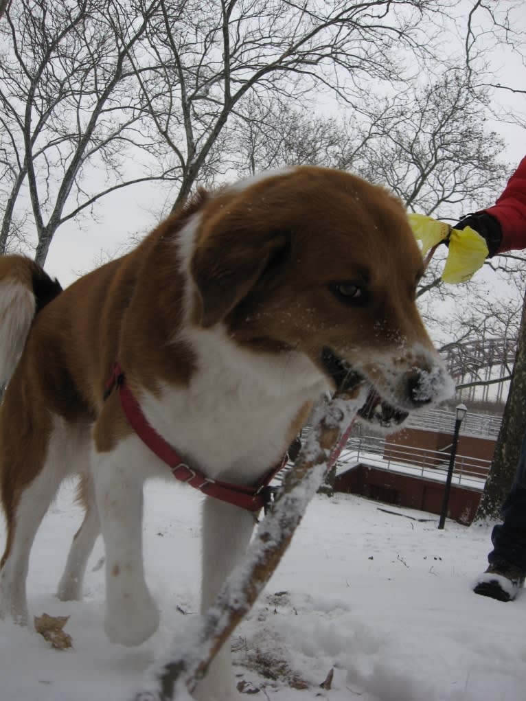 Bentley, a Chow Chow and Labrador Retriever mix tested with EmbarkVet.com