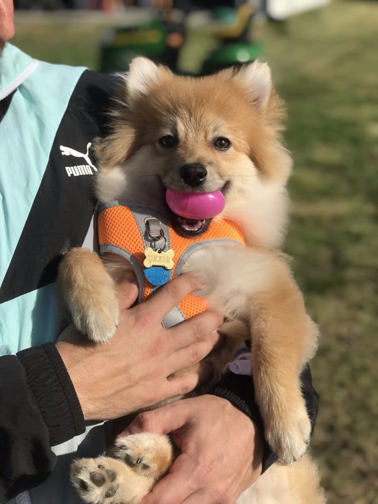 Tucker, a Pomeranian tested with EmbarkVet.com