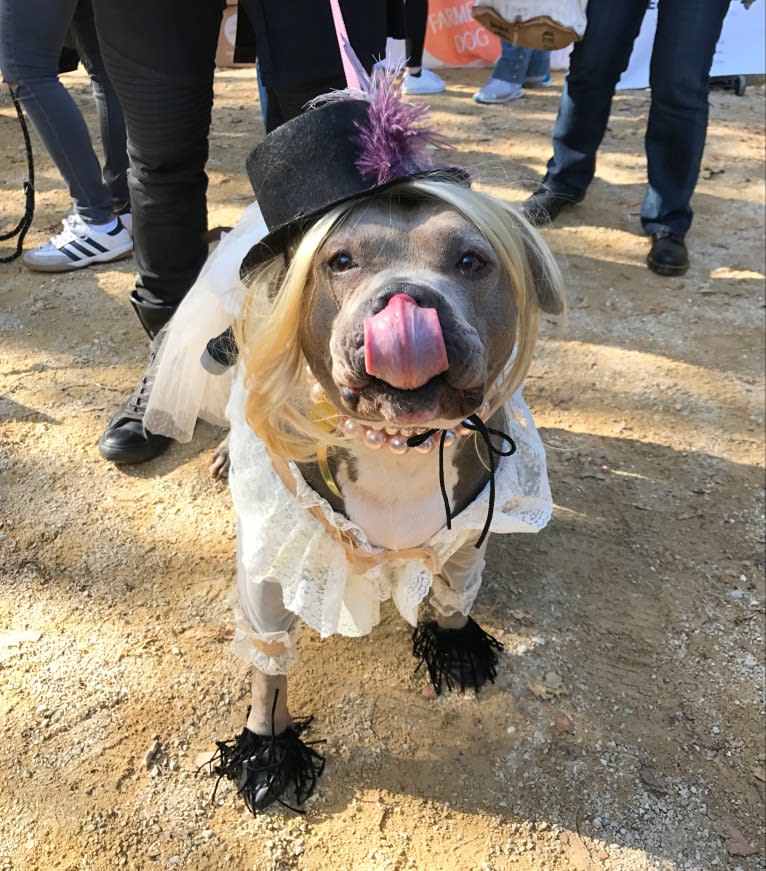 Stevie Nicks, an American Staffordshire Terrier tested with EmbarkVet.com