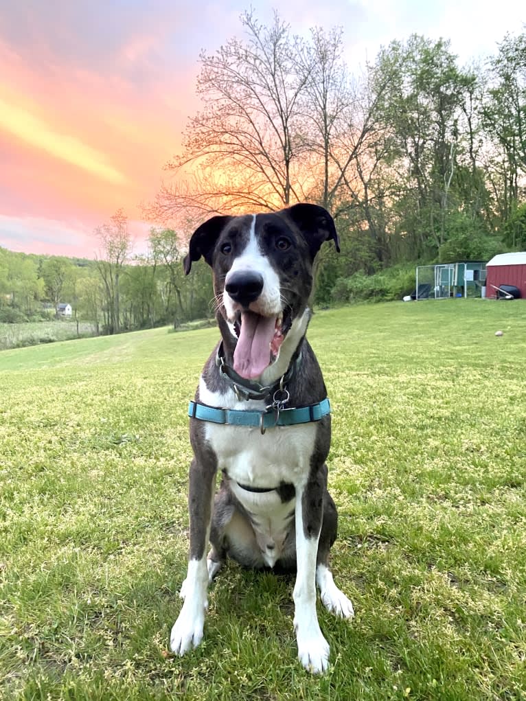 Rooney, a German Shepherd Dog and American Pit Bull Terrier mix tested with EmbarkVet.com