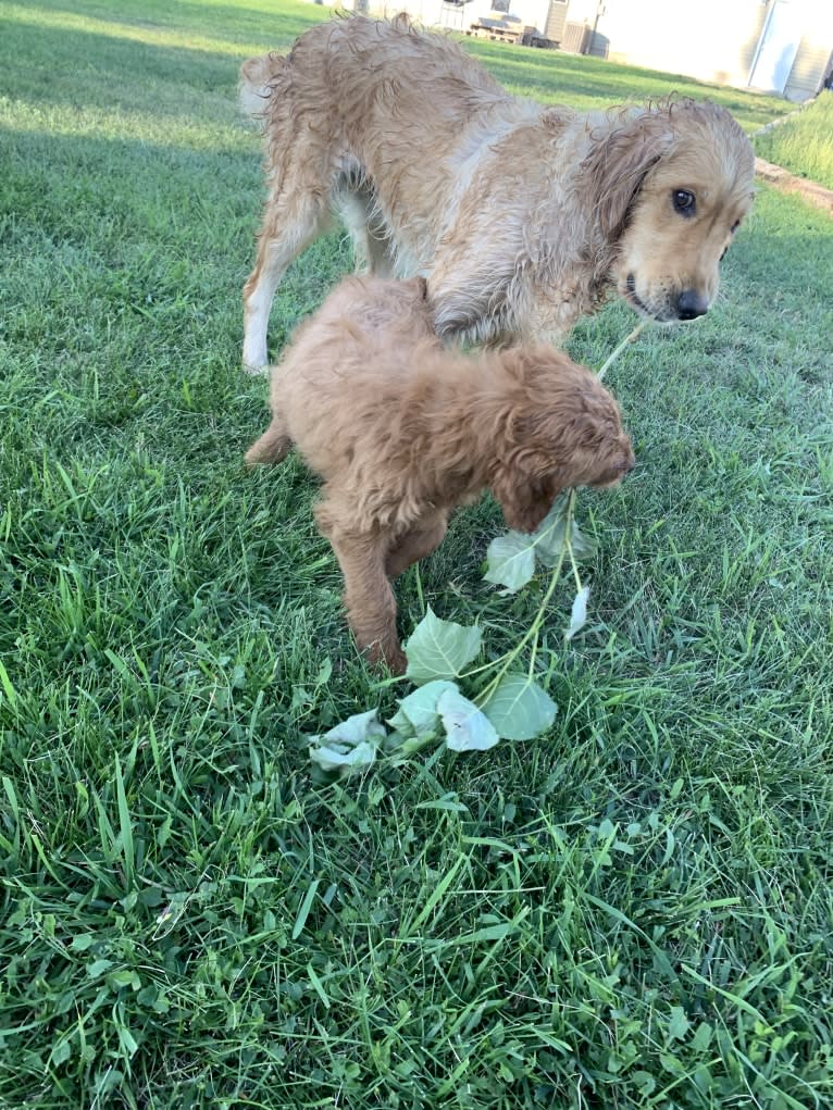 Gray Collar, a Goldendoodle tested with EmbarkVet.com