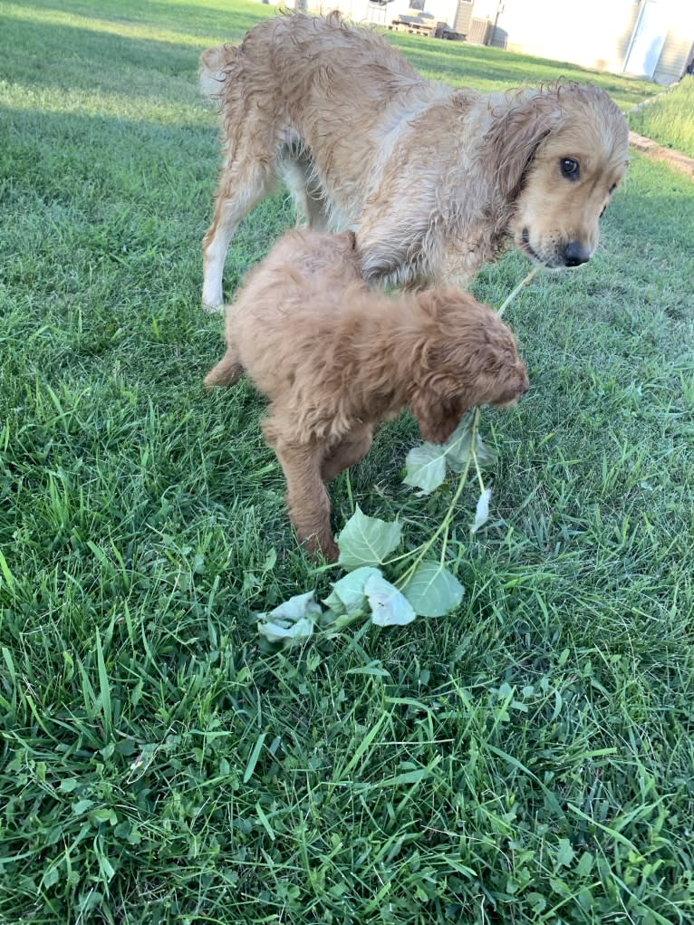 Gray Collar, a Goldendoodle tested with EmbarkVet.com