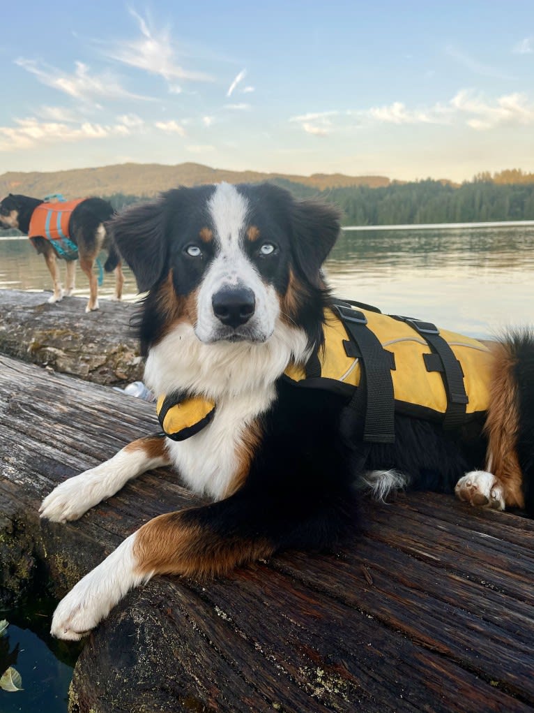 Oliver Webster, an Australian Shepherd tested with EmbarkVet.com