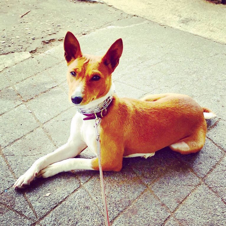 Audie, a Basenji tested with EmbarkVet.com