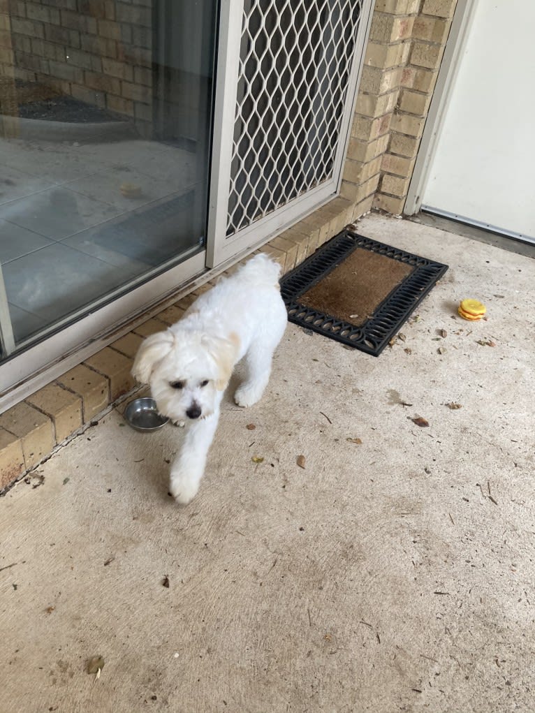 Murphy, a Maltese and Shih Tzu mix tested with EmbarkVet.com