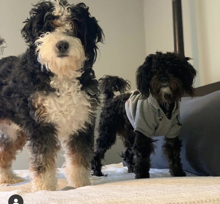 Bentley, a Poodle (Small) tested with EmbarkVet.com